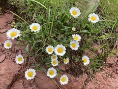 Leucanthemum halleri