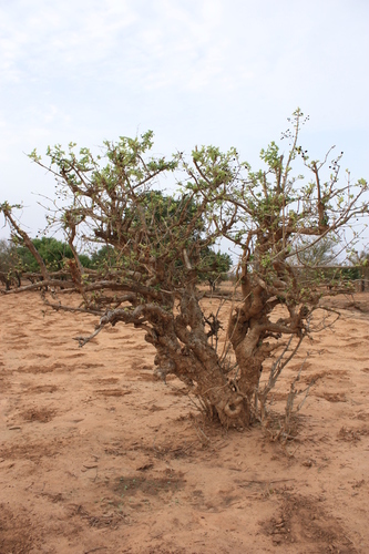 Mitragyna inermis
