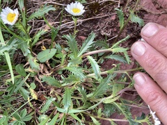 Leucanthemum halleri