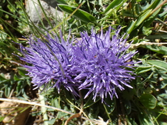 Carthamus mitissimus
