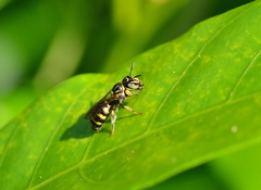 Ceratina collusor
