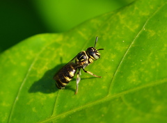Ceratina collusor