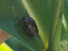 Protaetia orientalis sakaii