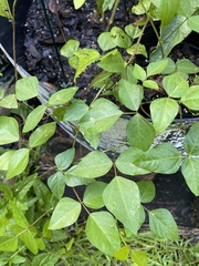 Phaseolus polystachios