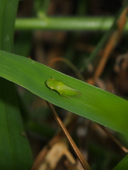Petalocephala