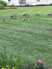 Alopochen aegyptiaca