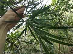 Secamone volubilis