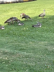 Alopochen aegyptiaca