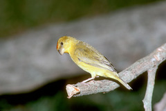 Sicalis columbiana