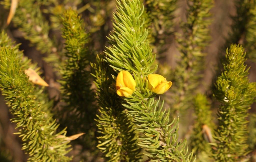 Sand Capegorse