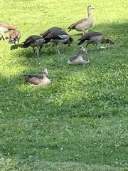 Alopochen aegyptiaca