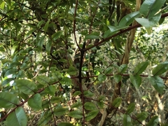 Zanthoxylum heterophyllum