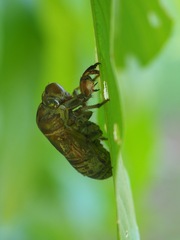 Cryptotympana atrata