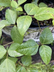 Phaseolus polystachios