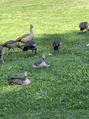 Alopochen aegyptiaca