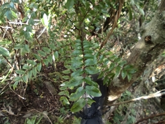 Zanthoxylum heterophyllum
