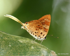 Bindahara phocides