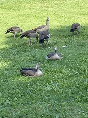 Alopochen aegyptiaca