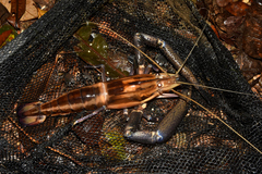 Macrobrachium carcinus