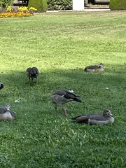 Alopochen aegyptiaca