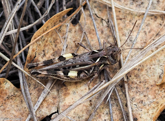 Dociostaurus brevicollis