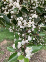 Decaspermum gracilentum