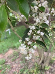 Decaspermum gracilentum