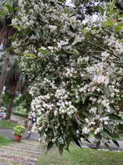 Decaspermum gracilentum