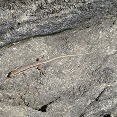 Podarcis muralis