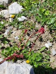 Rumex nivalis