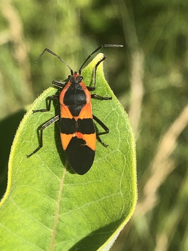 Large Milkweed Bug photographed in Vermont