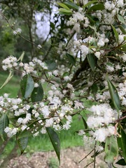 Decaspermum gracilentum