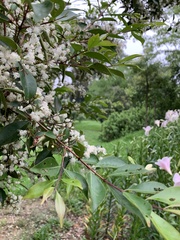 Decaspermum gracilentum