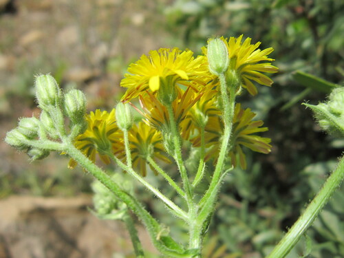 Crepis image