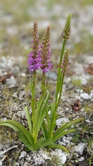 Gymnadenia densiflora