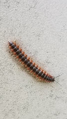 Pseudopolydesmus canadensis