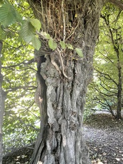 Carpinus betulus