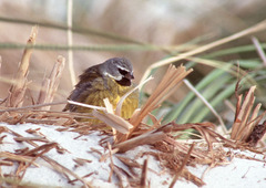 White-Bridled Finch photo 2