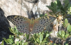 Argynnis zenobia