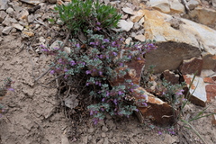 Penstemon thompsoniae