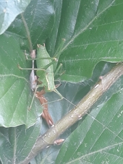 Leptophyes punctatissima