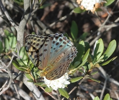 Argynnis zenobia