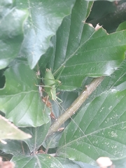 Leptophyes punctatissima