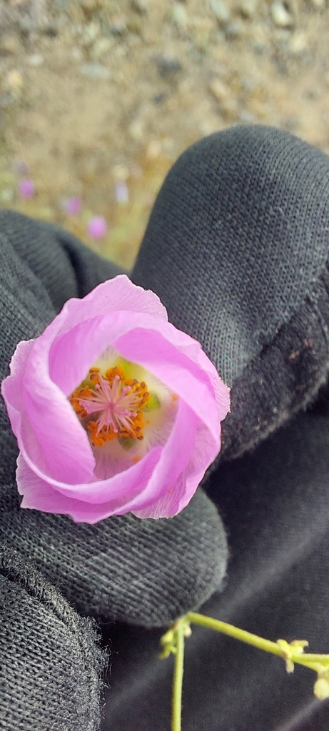Cristaria tenuissima