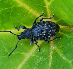 Otiorhynchus tristis