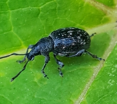 Otiorhynchus tristis