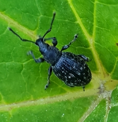 Otiorhynchus tristis