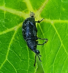 Otiorhynchus tristis