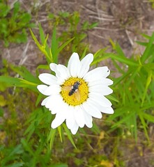 Leucostomatini
