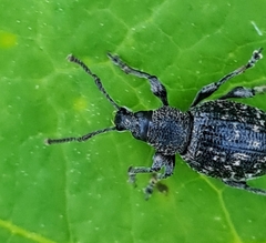 Otiorhynchus tristis